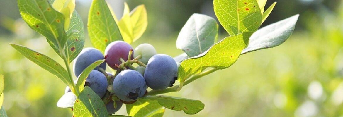 Jubilee Orchards